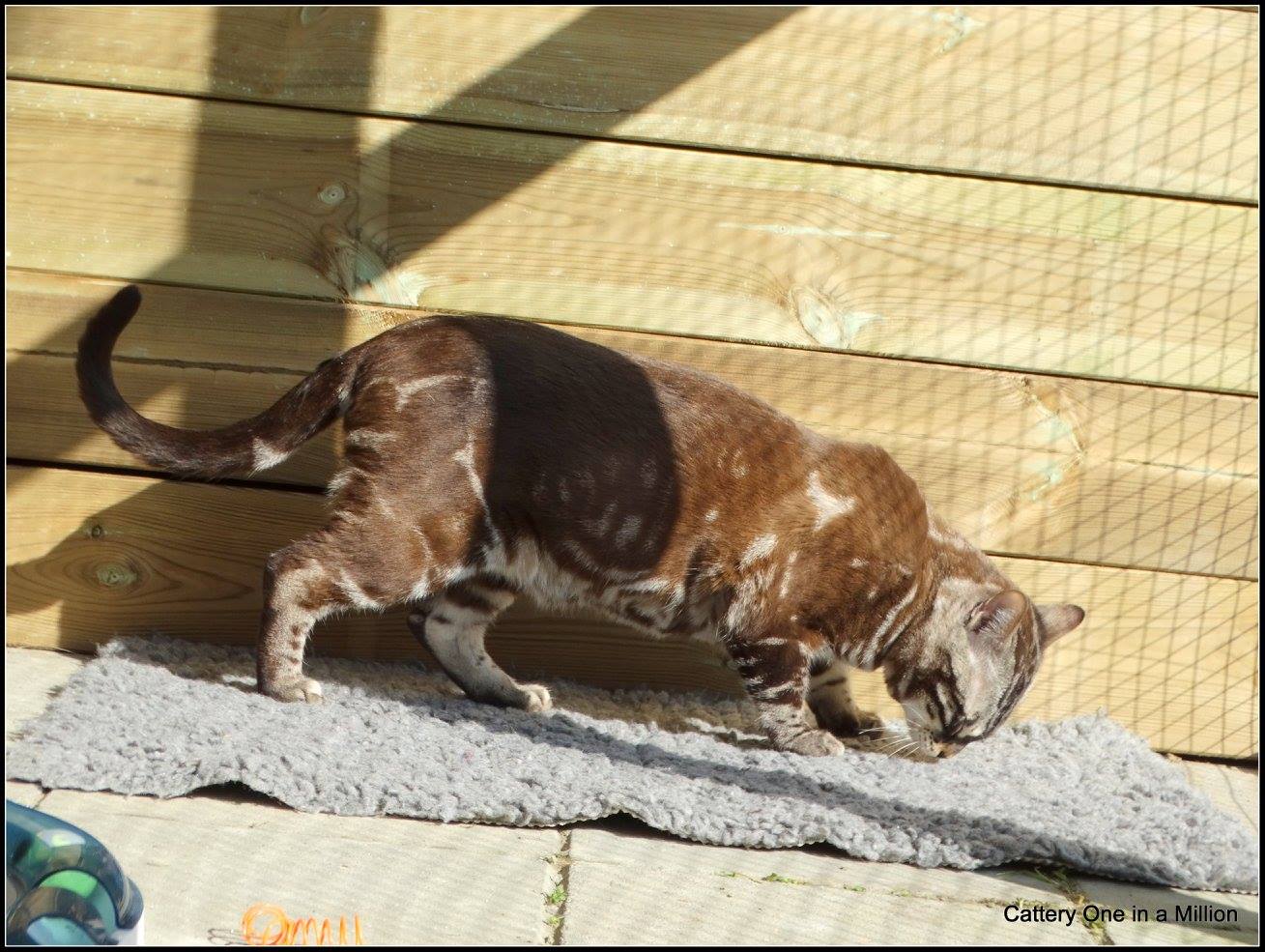 cattery one in a million - Lego