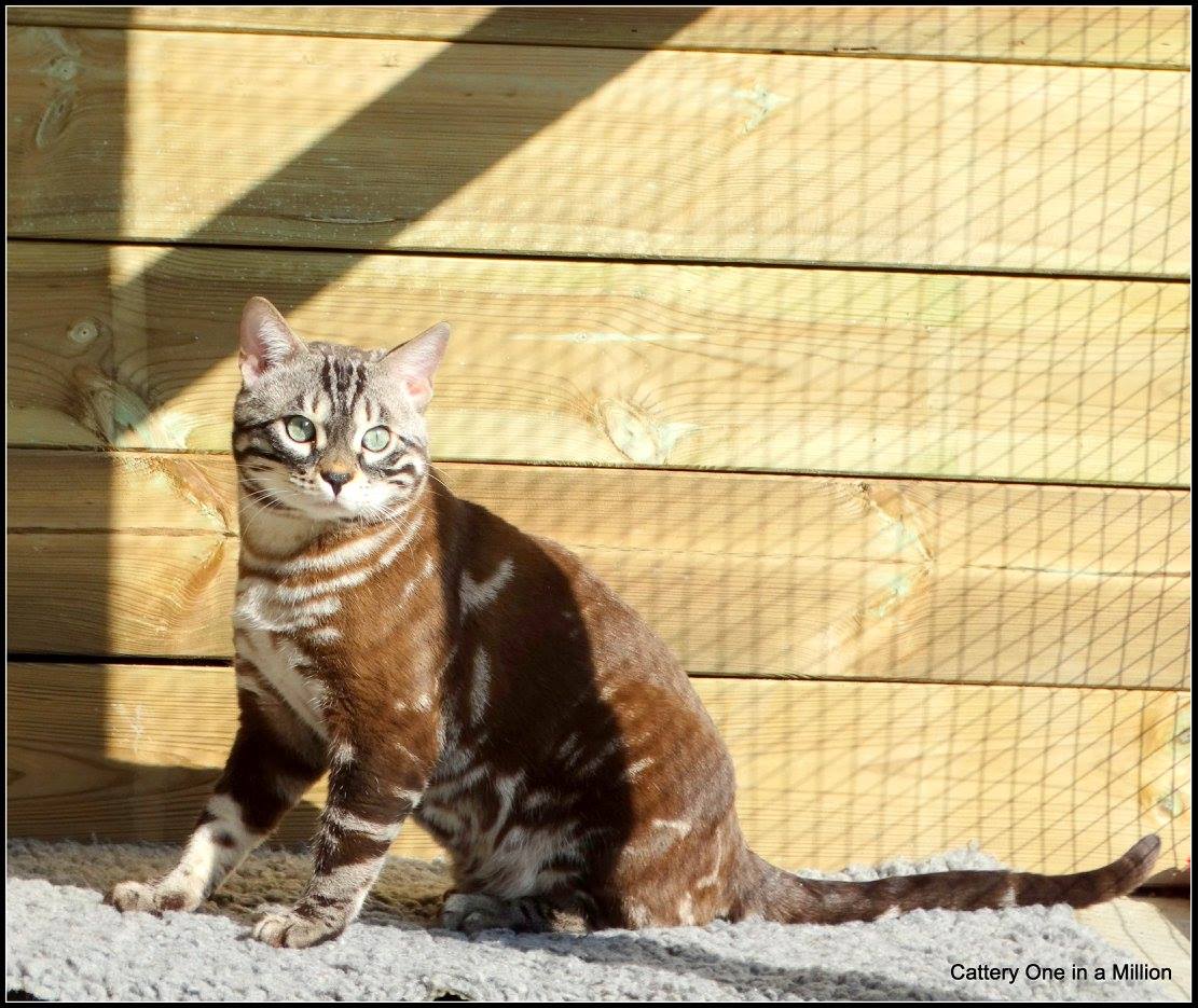 cattery one in a million - de sneeuwbengaal