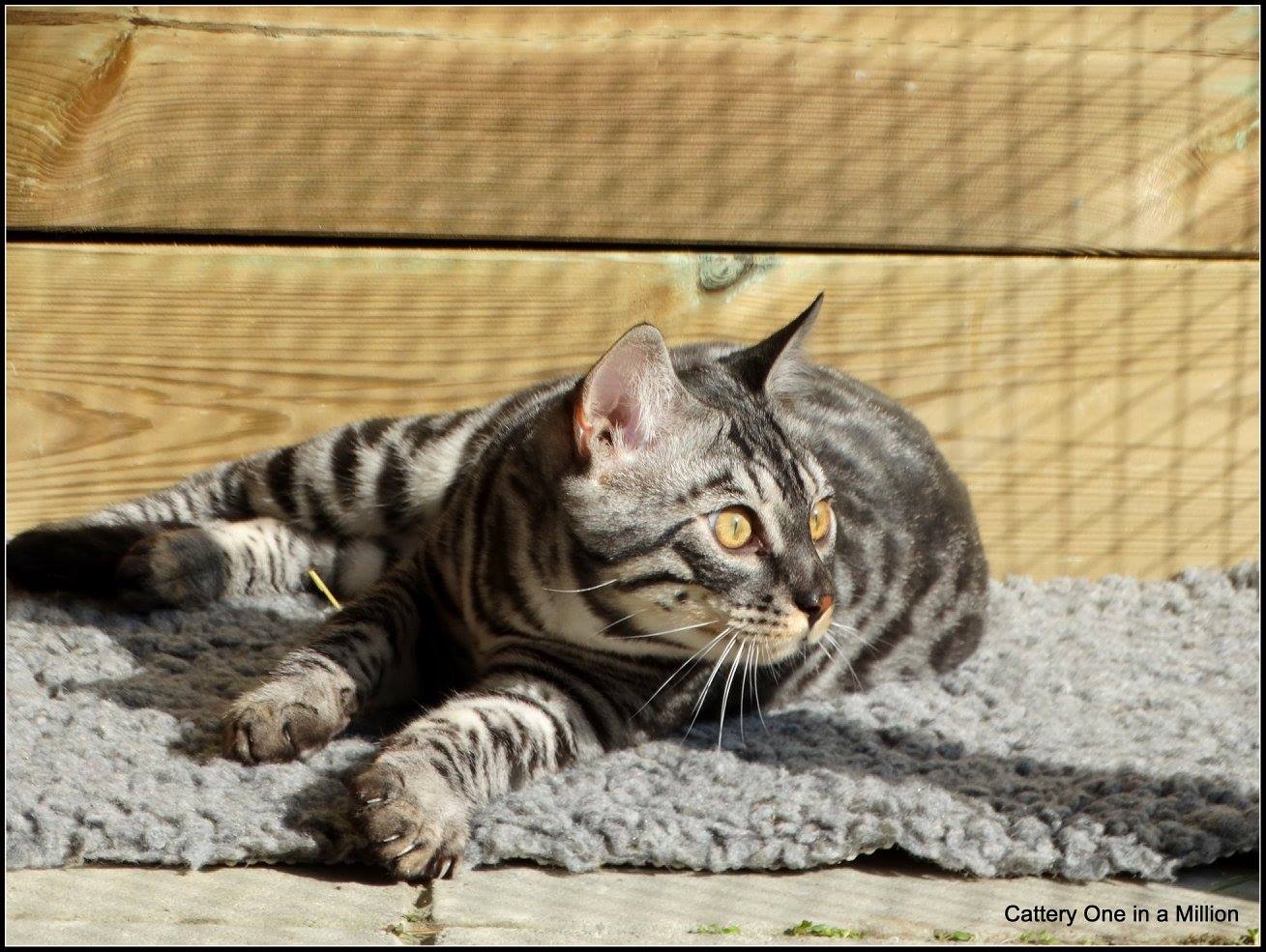 cattery one in a million - Topaz