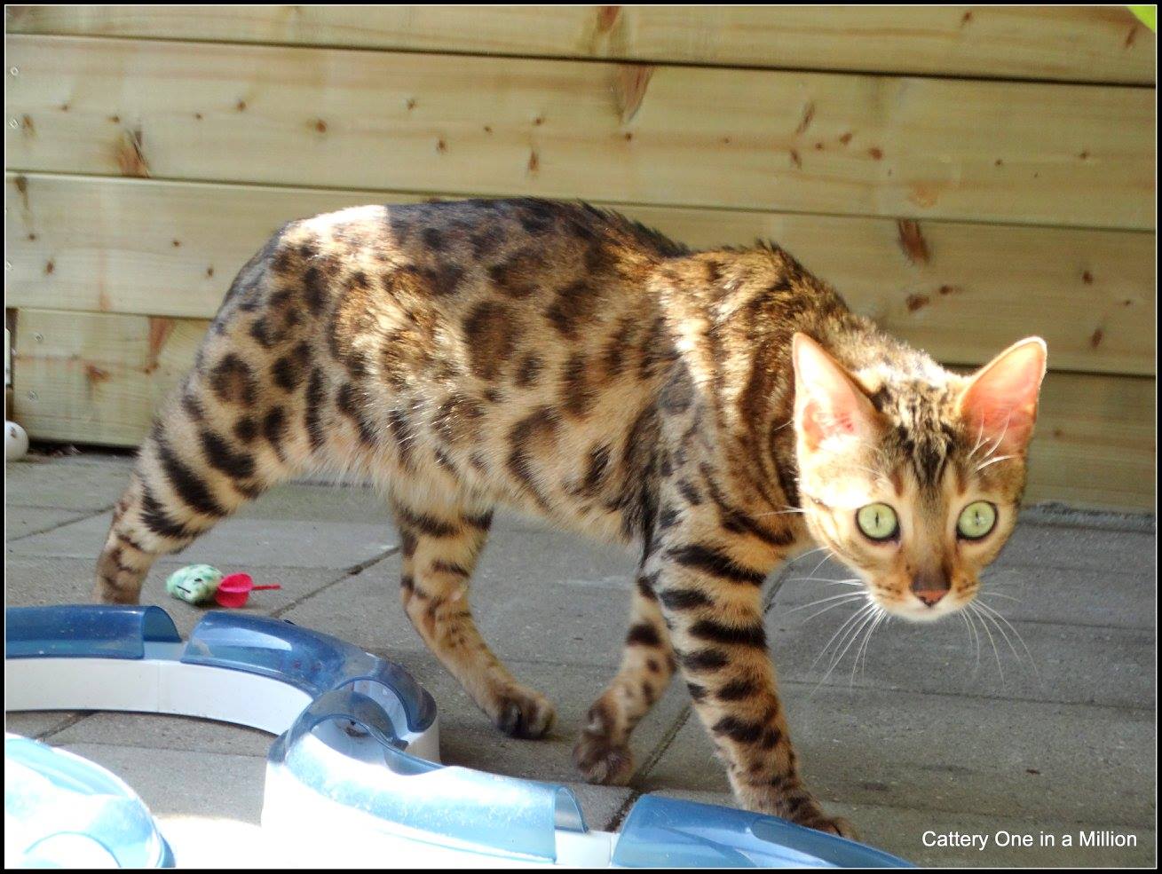 cattery one in a million - Stella