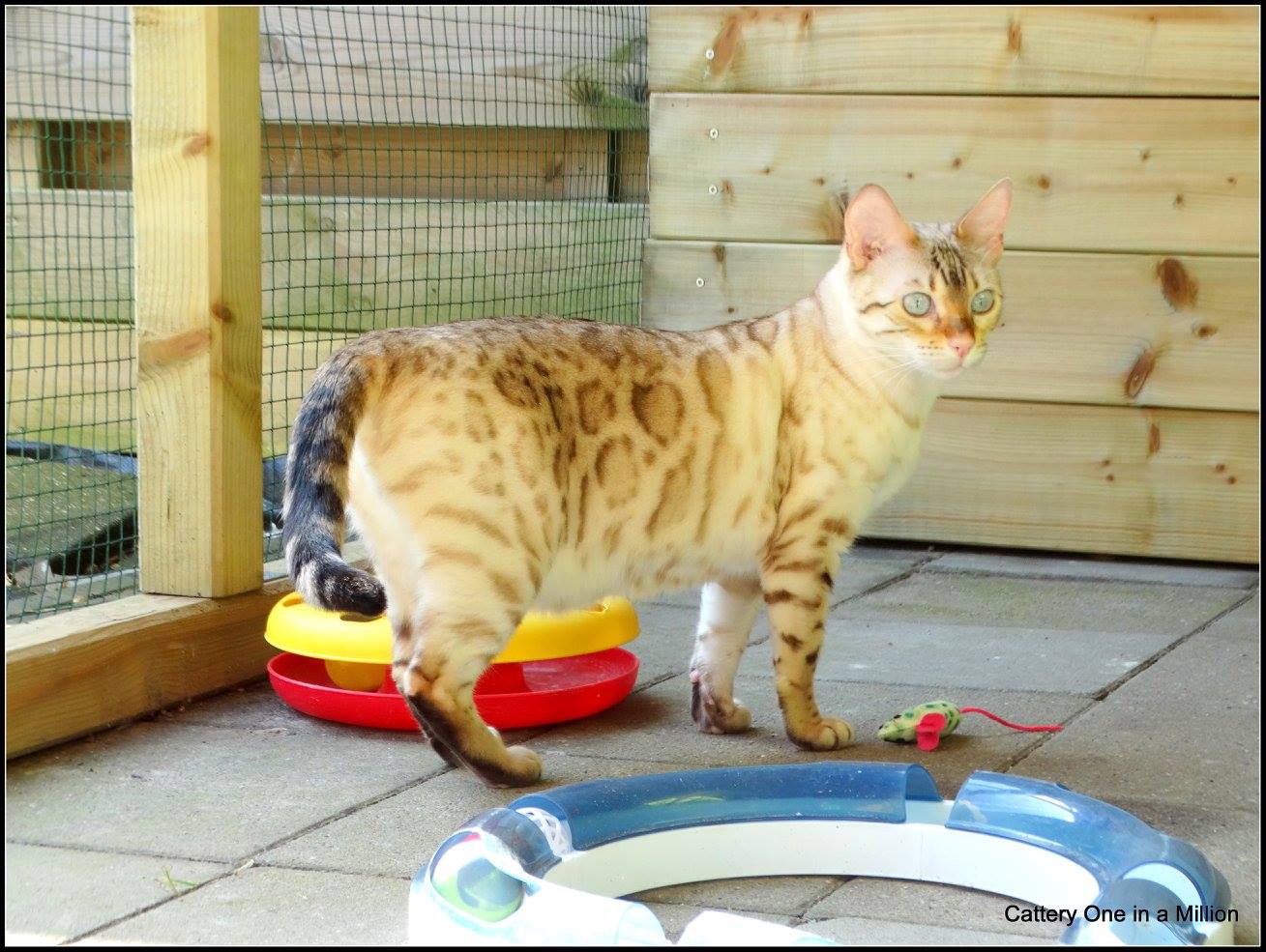 cattery one in a million - de sneeuwbengaal