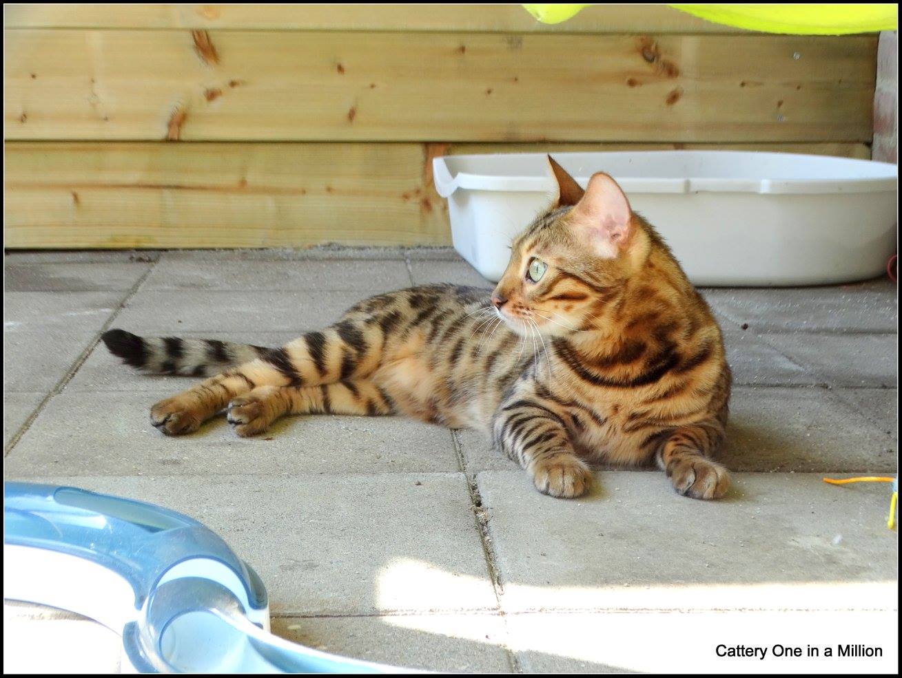 cattery one in a million - Stella