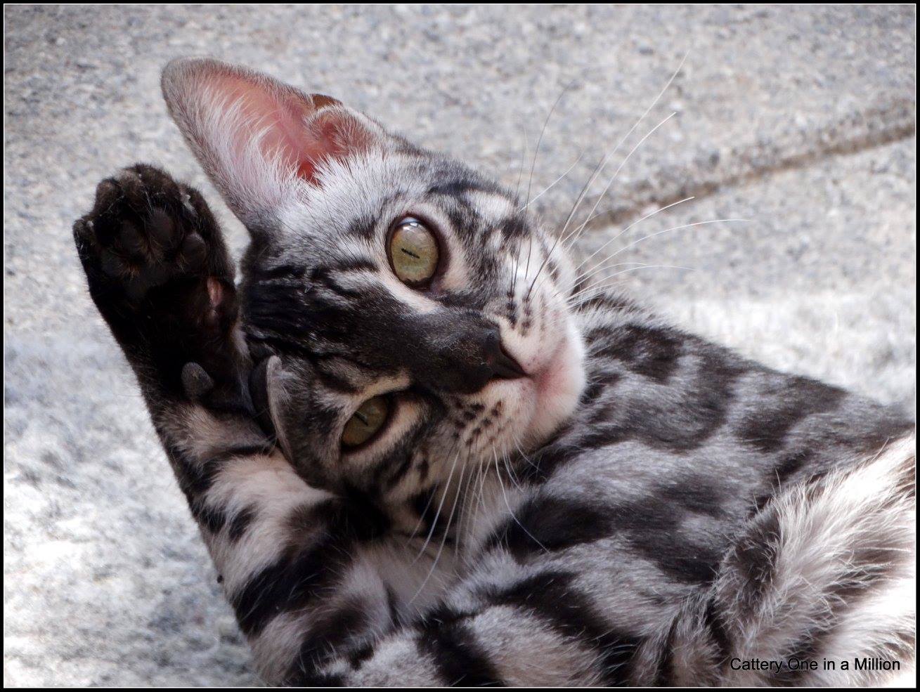 cattery one in a million - de zilverbengaal