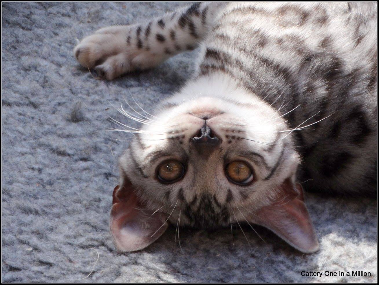 cattery one in a million - Jazz