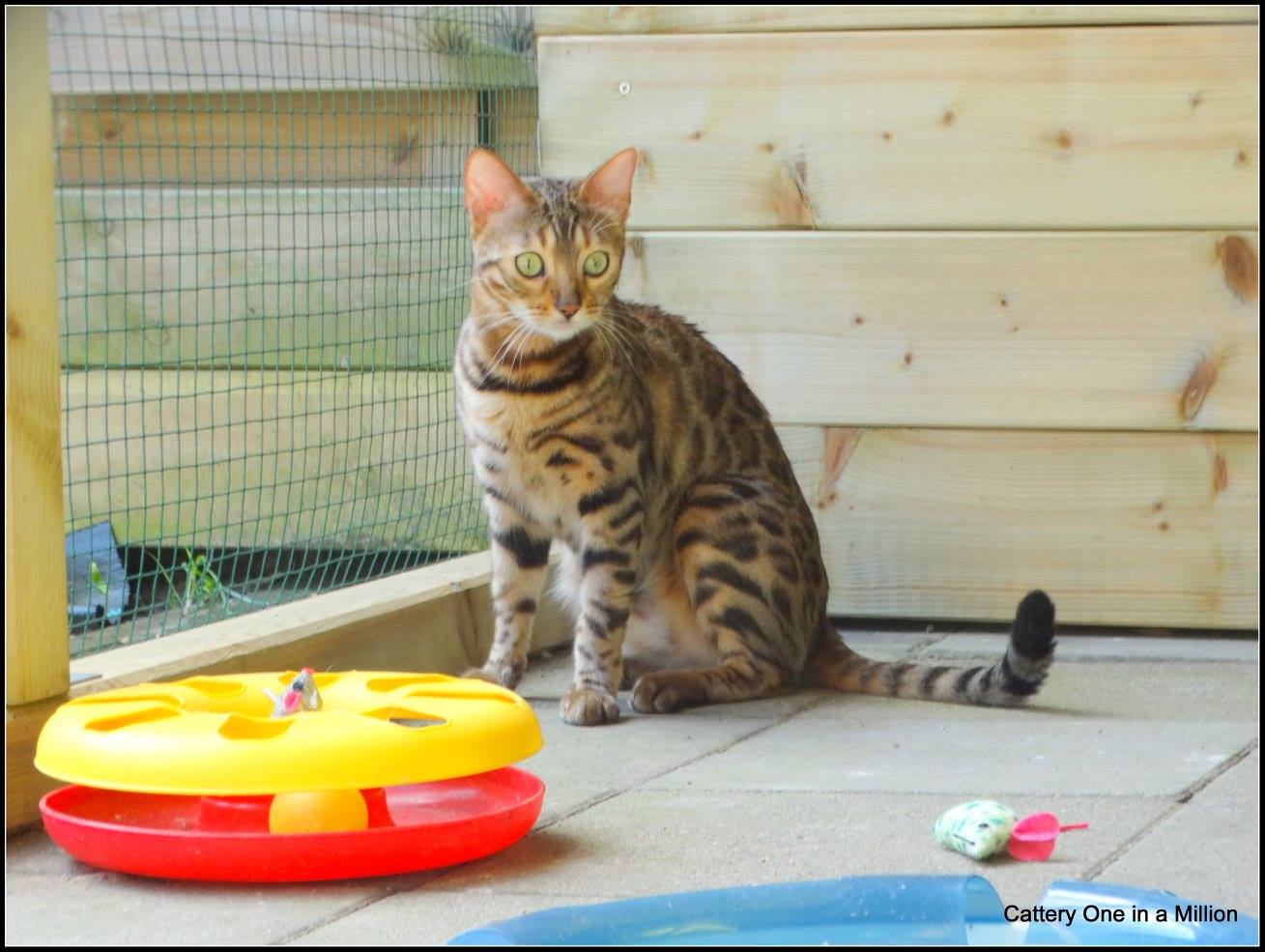 cattery one in a million - Stella