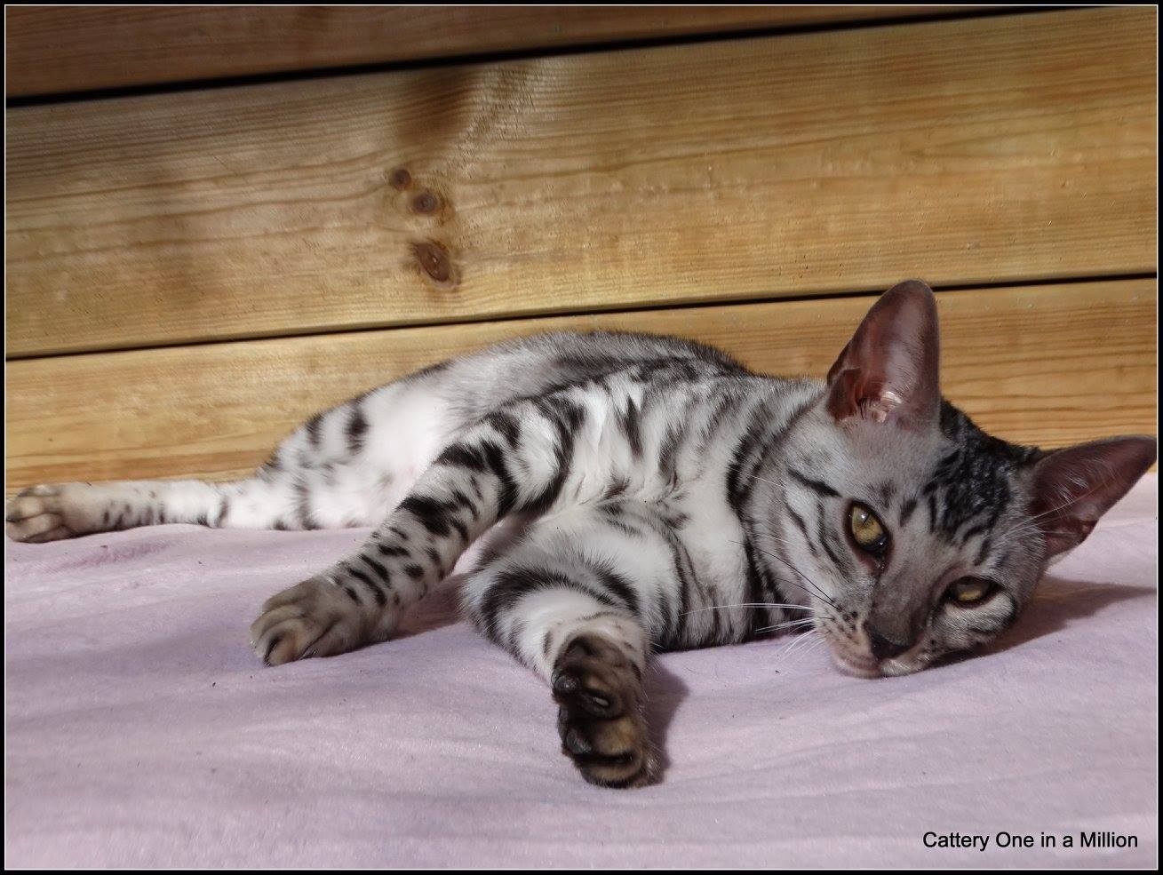 cattery one in a million - Jazz