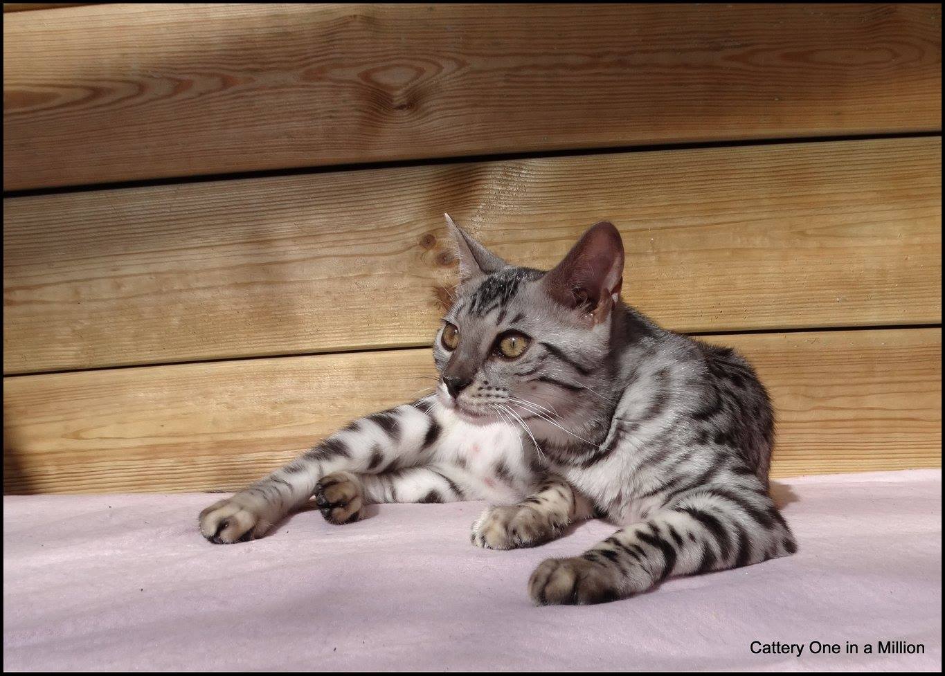 cattery one in a million - Jazz