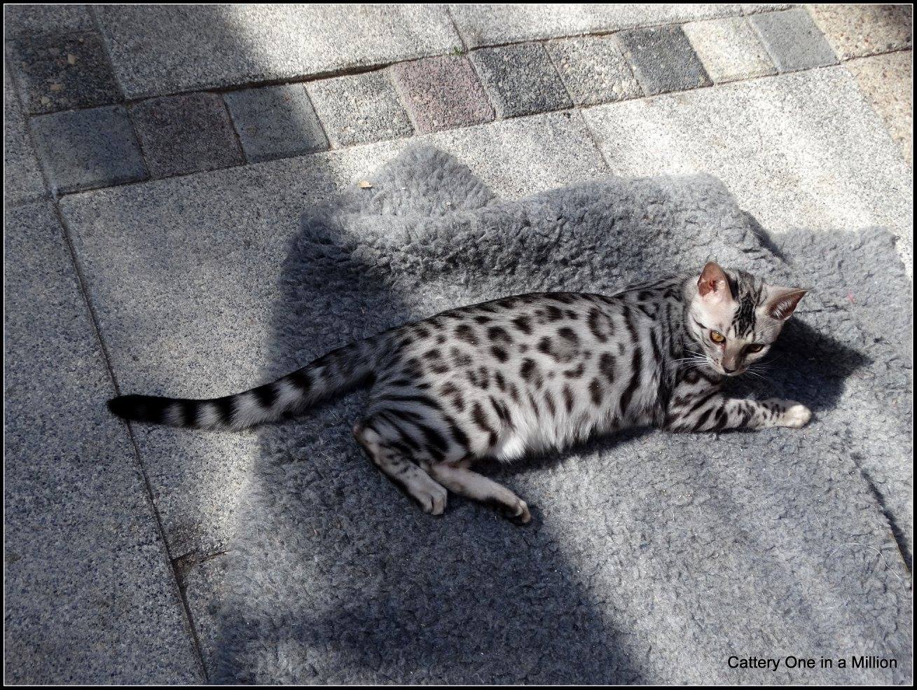 cattery one in a million - Jazz