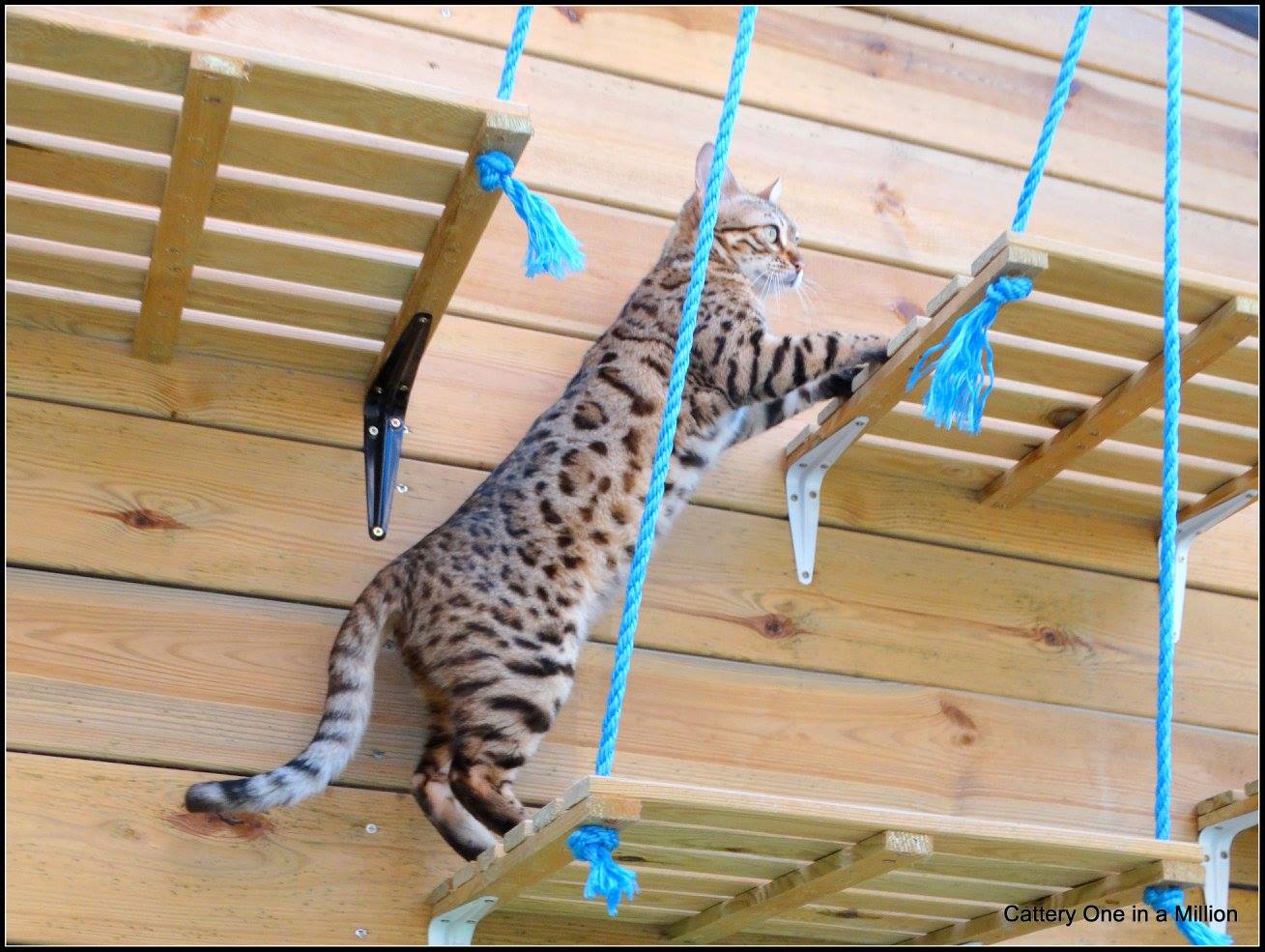 cattery One ina  Million