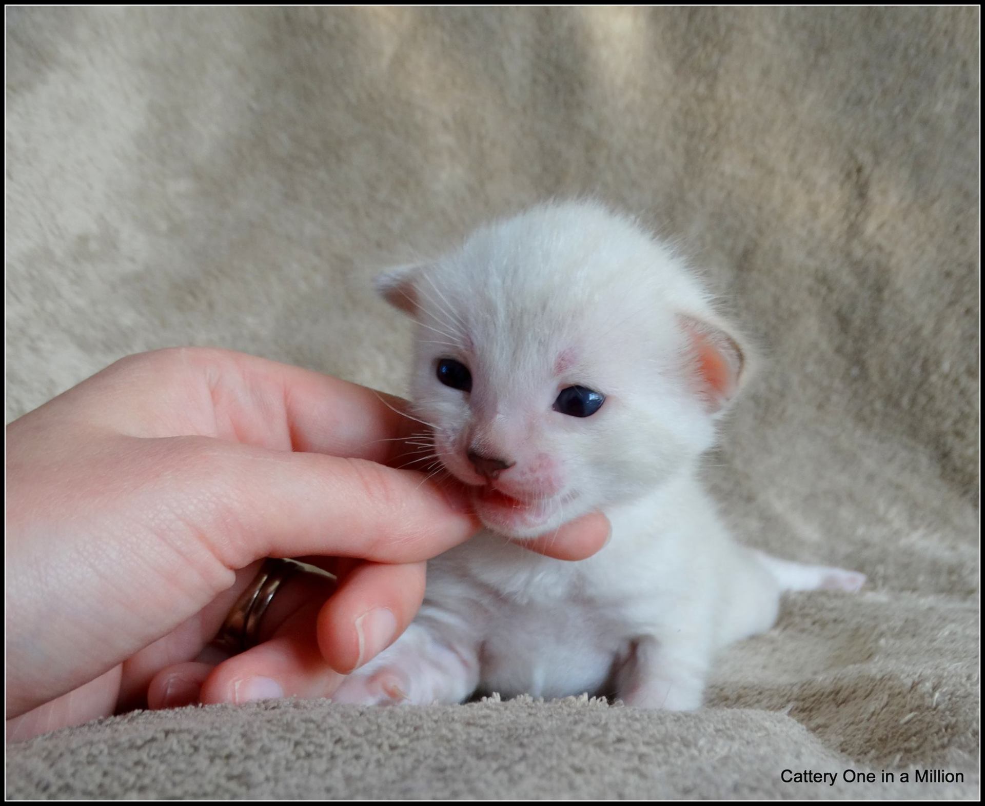 cattery one in a million - de sneeuwbengaal