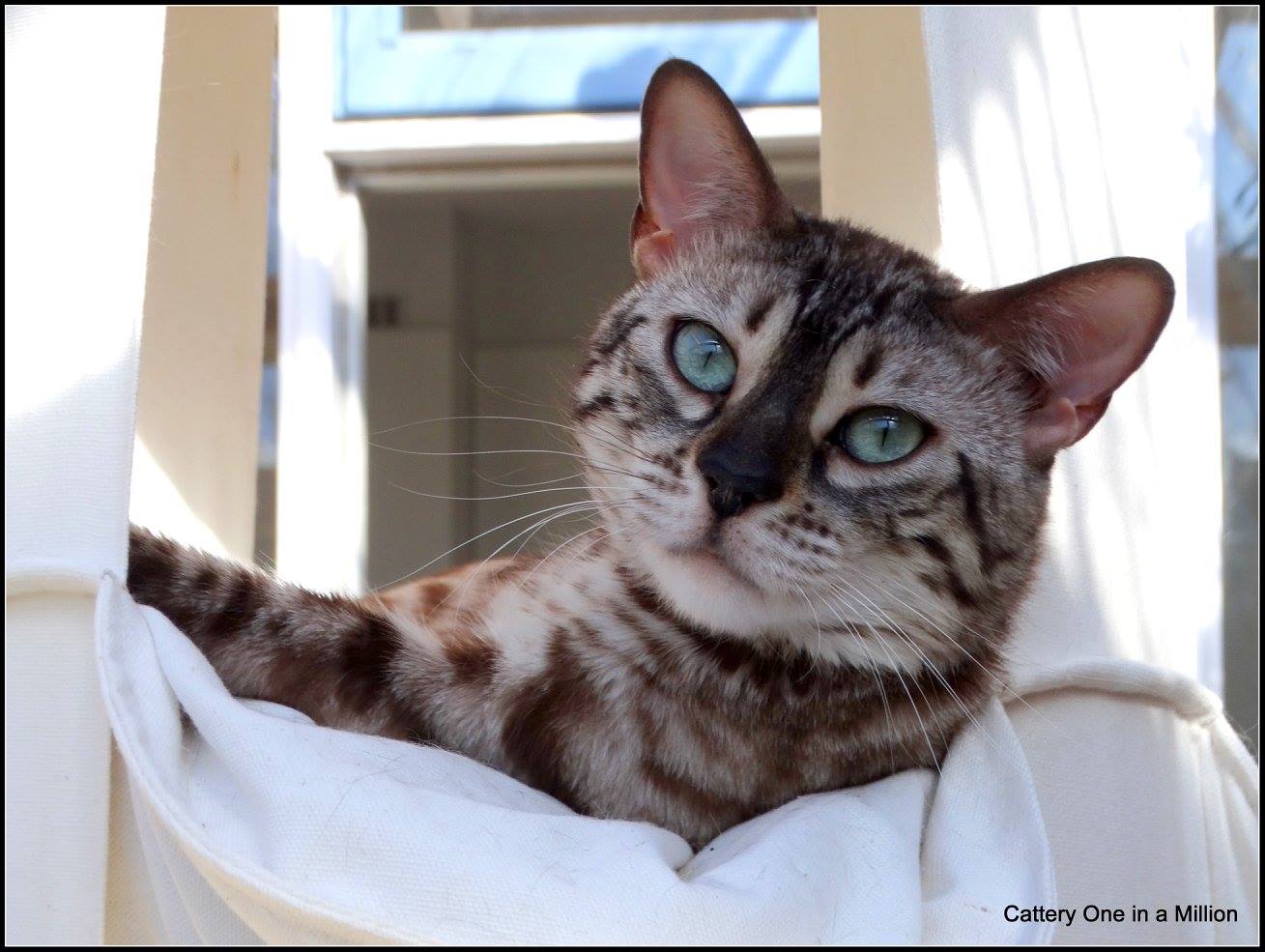 cattery one in a million - de sneeuwbengaal