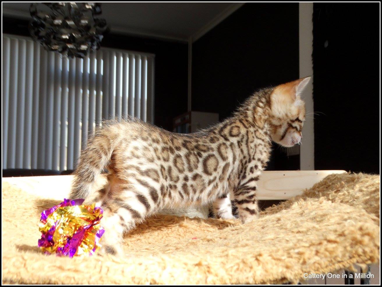 Cattery One in a Million - black tabby bengaal