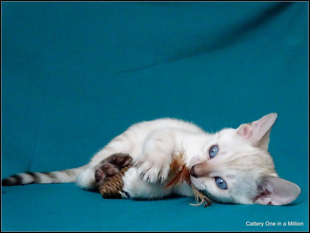 cattery one in a million - de sneeuwbengaal