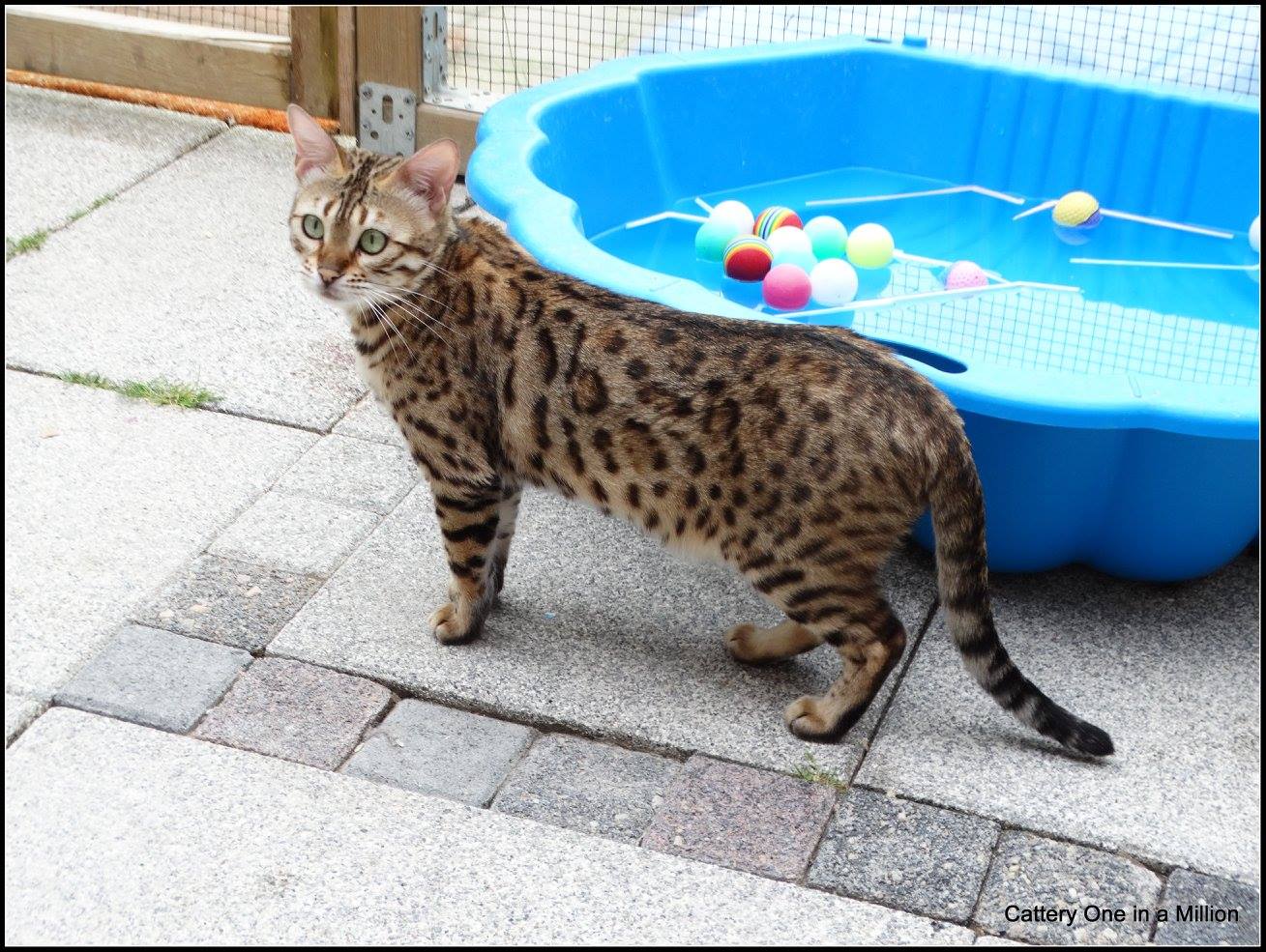 cattery One ina  Million