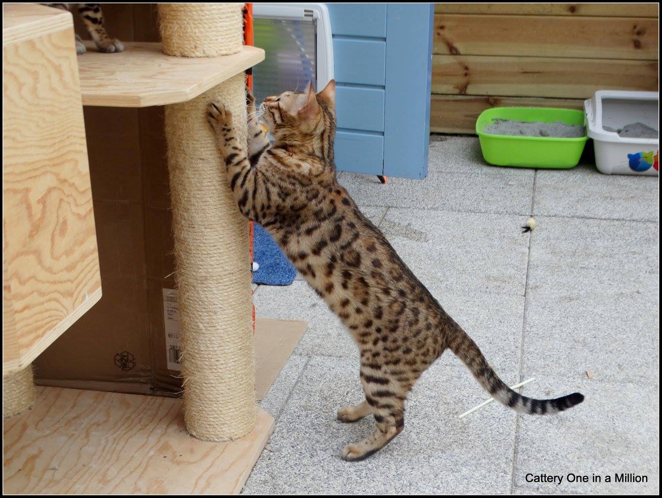 cattery One ina  Million