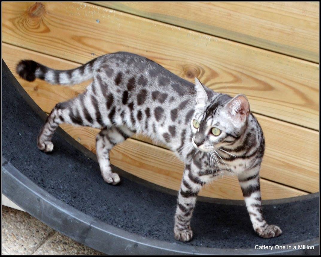 Cattery One in a Million - charcoal bengaal