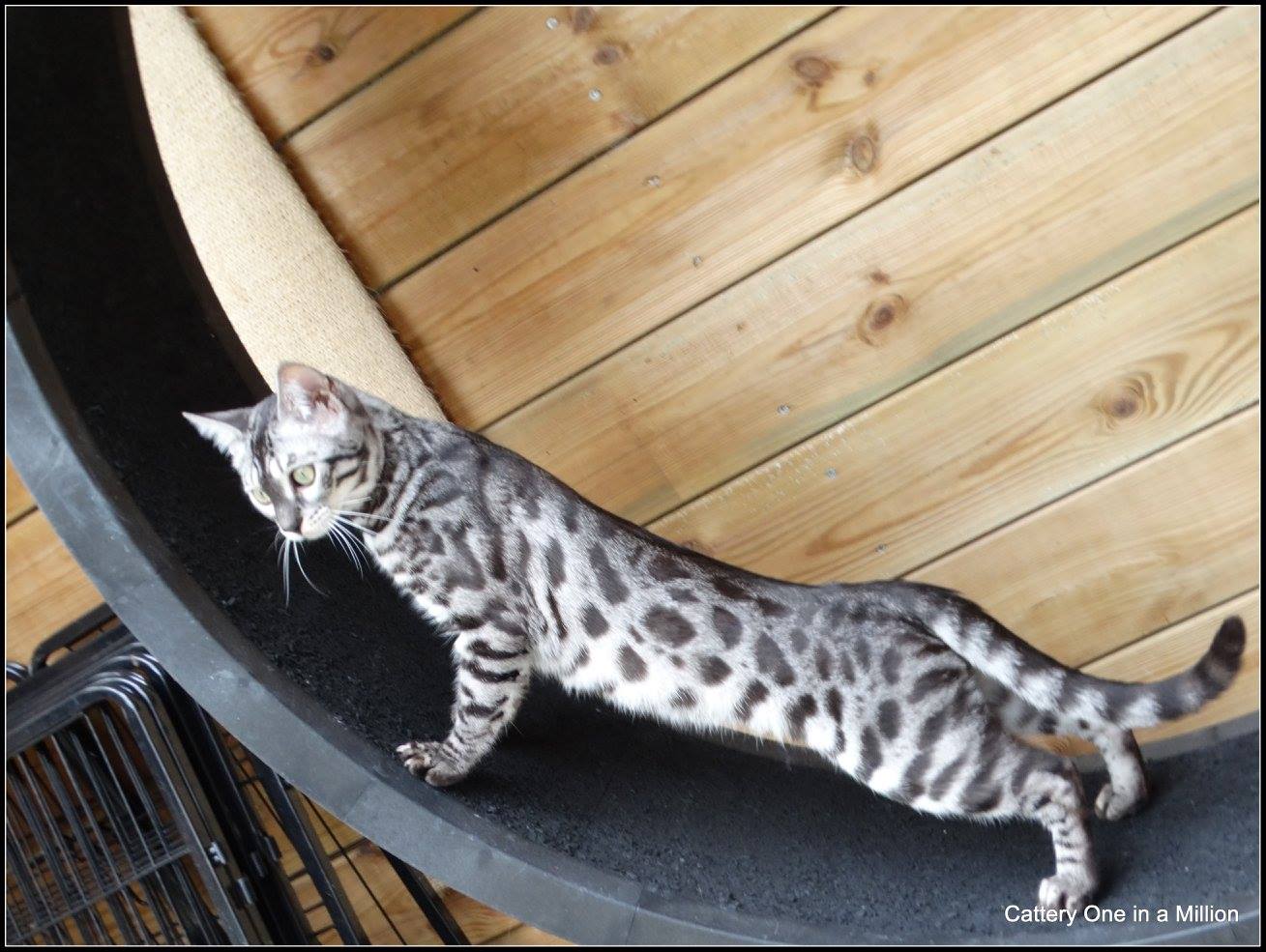 cattery one in a million - de zilverbengaal