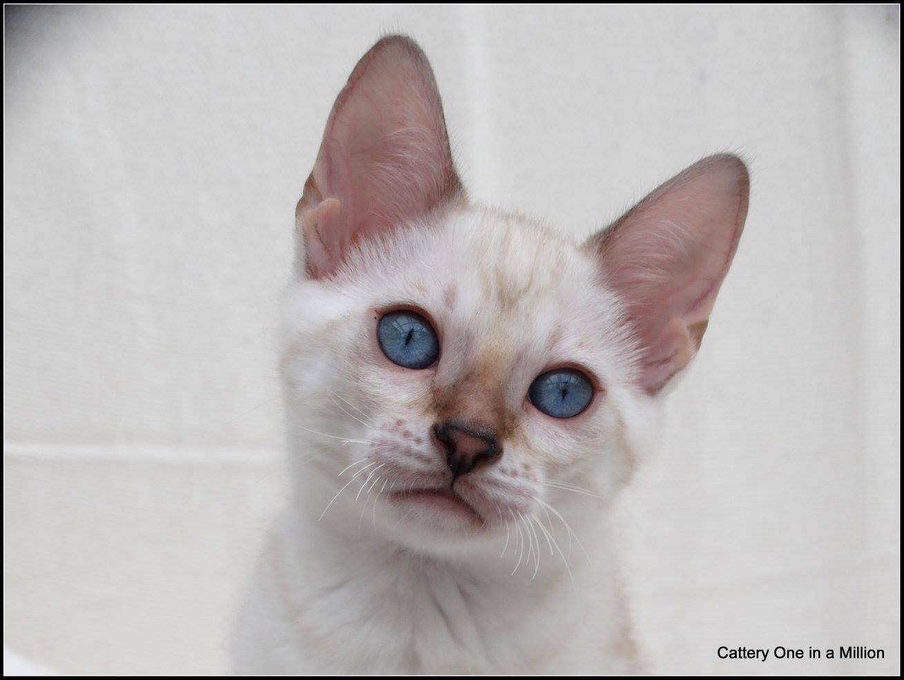 cattery one in a million - de sneeuwbengaal