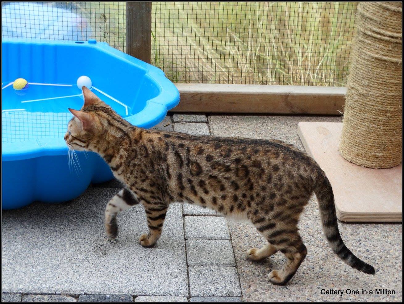 cattery One ina  Million