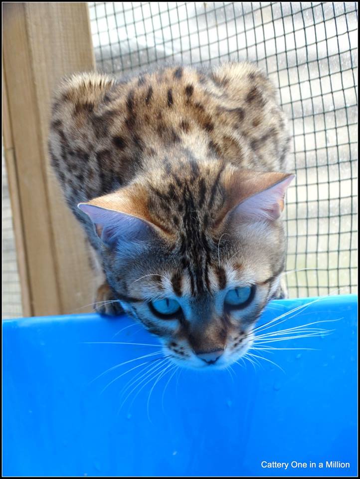 cattery One ina  Million