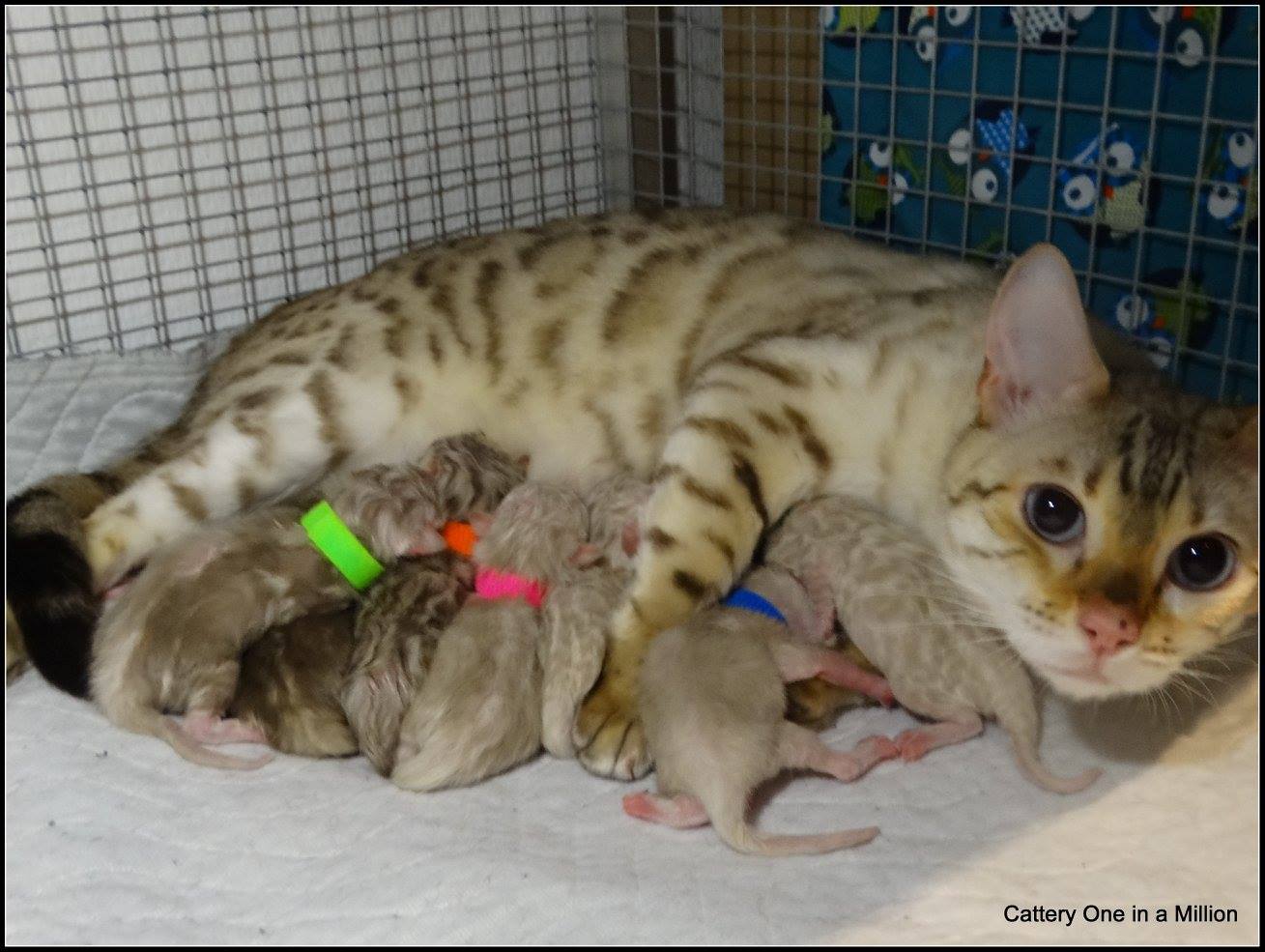 cattery one in a million - de sneeuwbengaal