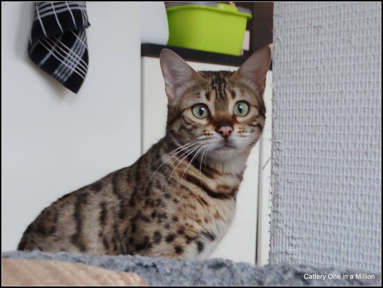 cattery One ina  Million