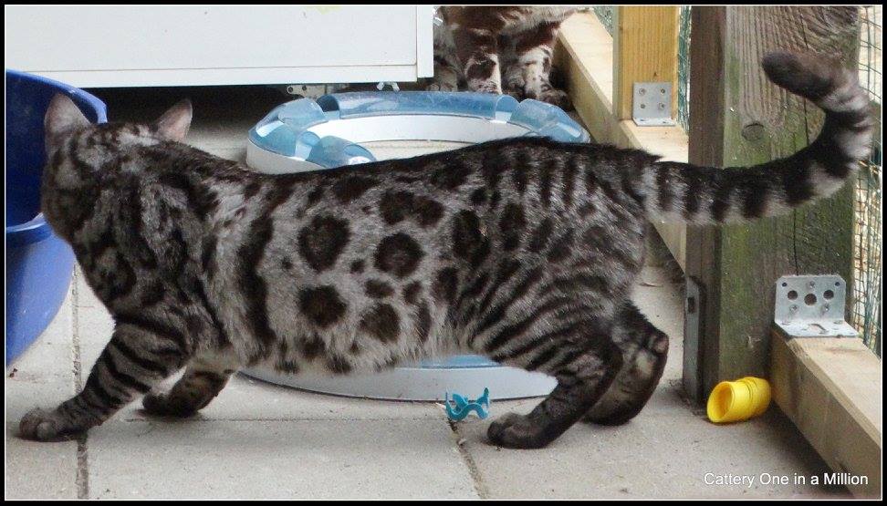 cattery one in a million - Topaz