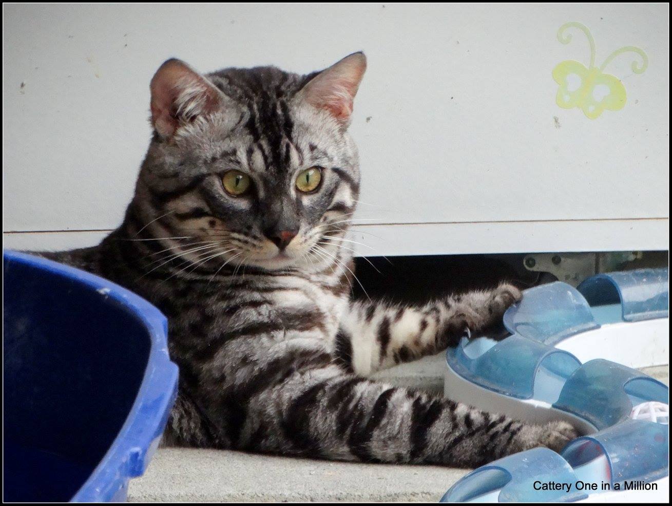 cattery one in a million - Topaz