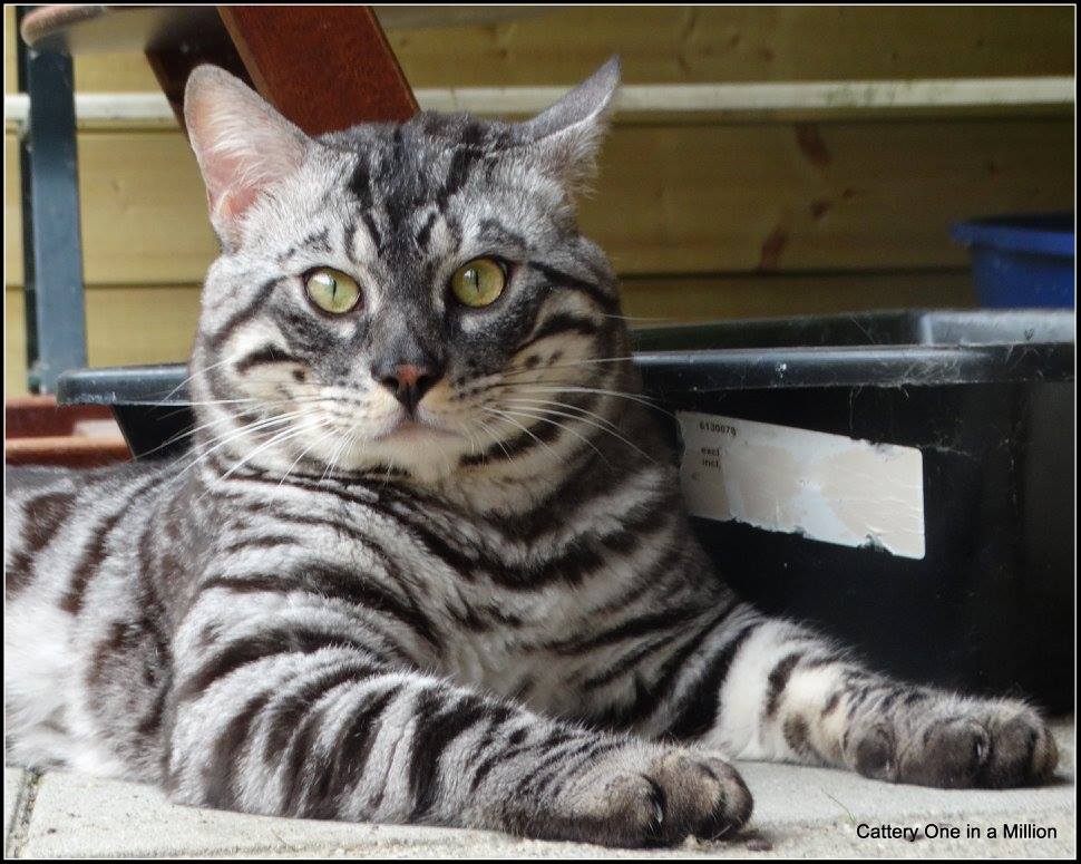 cattery one in a million - Topaz