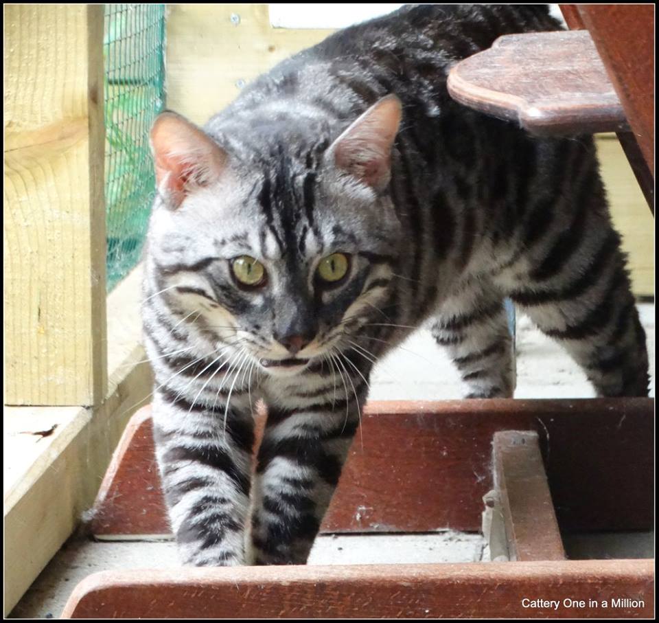 cattery one in a million - Topaz