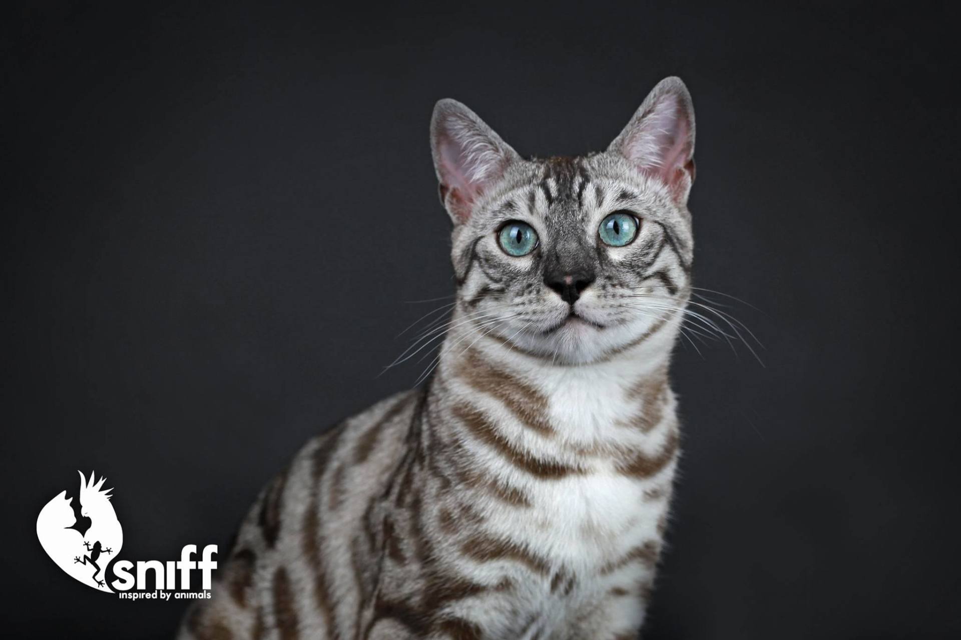 cattery one in a million - de sneeuwbengaal