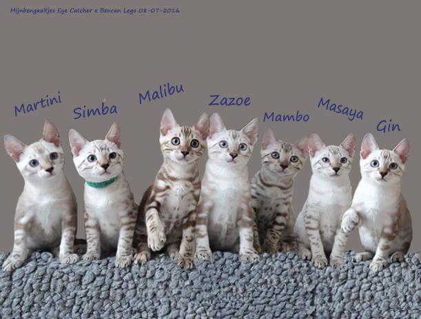 cattery one in a million - de sneeuwbengaal