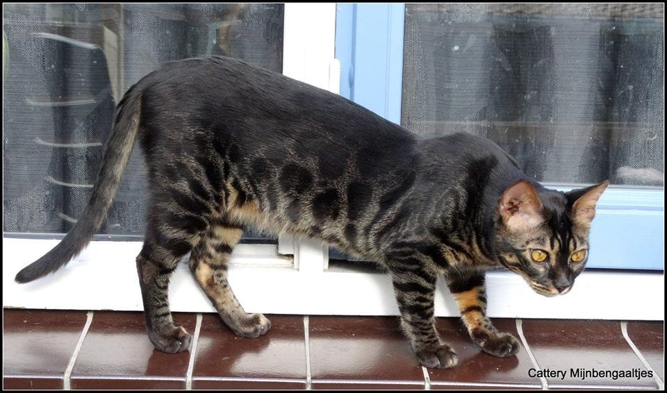 cattery One in a Million