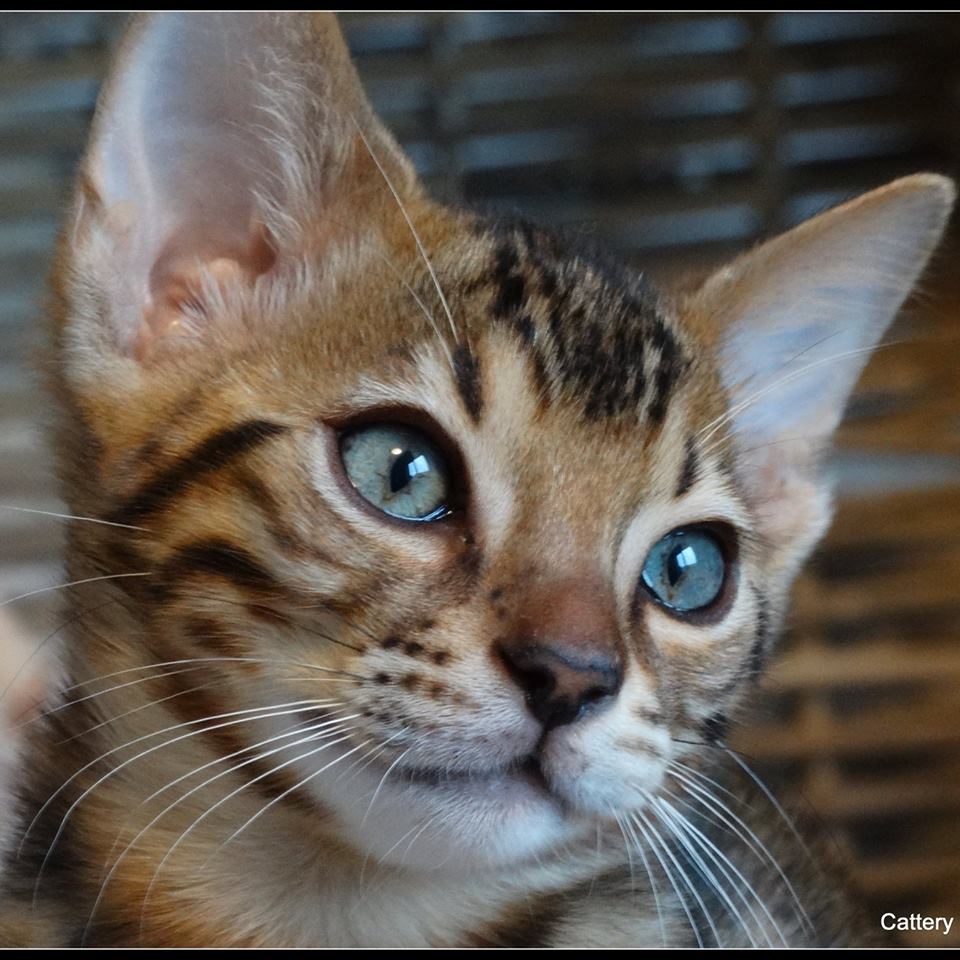 Cattery One in a Million - black tabby bengaal