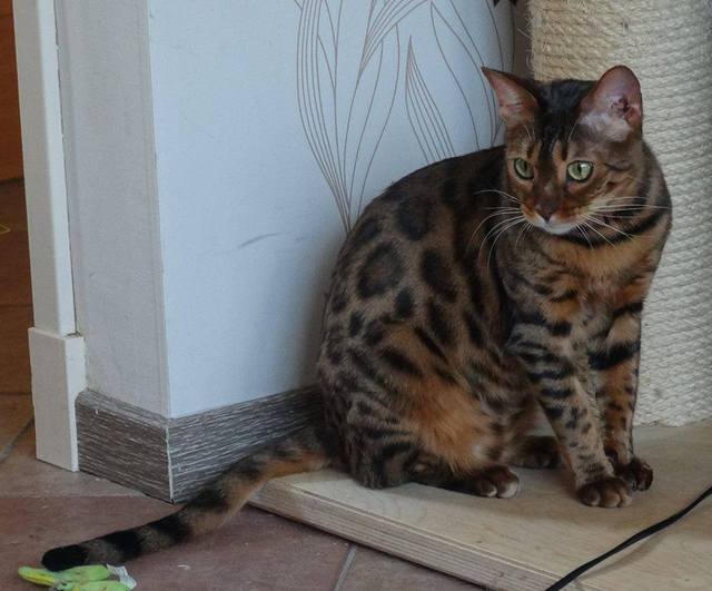 cattery One in a Million