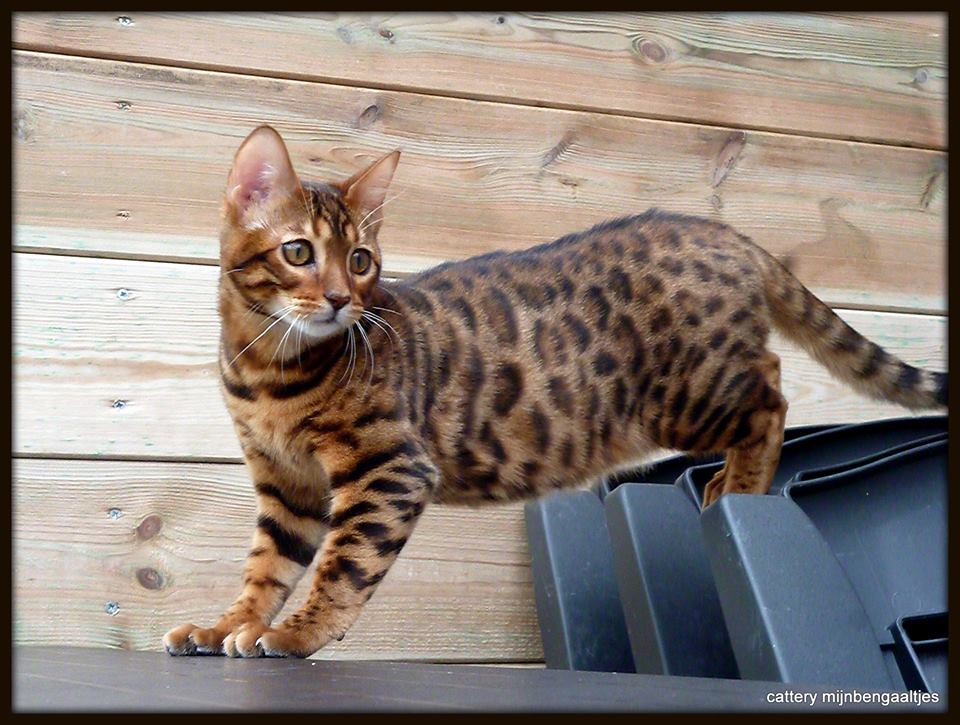 cattery One in a Million