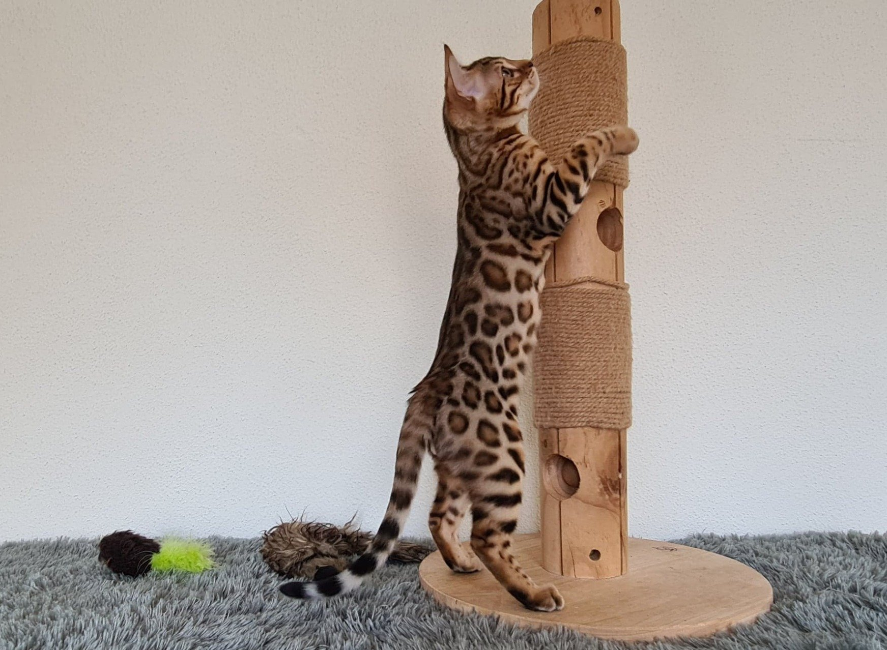 Cattery One in a Million