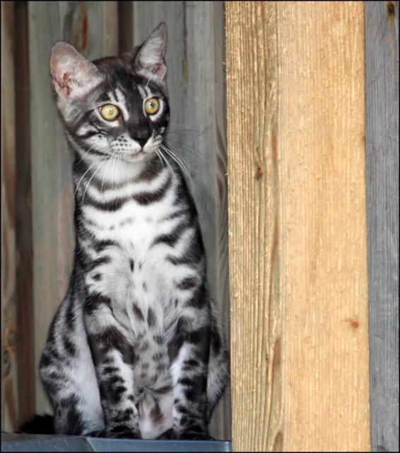 Cattery One in a Million