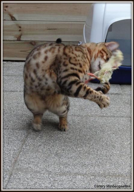 Cattery One in a Million