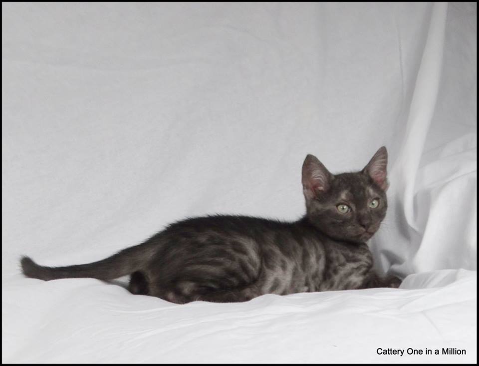 cattery one in a million - de zilverbengaal