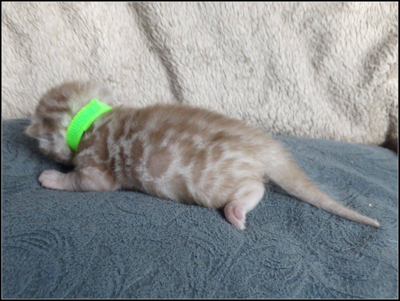 cattery one in a million- lotus