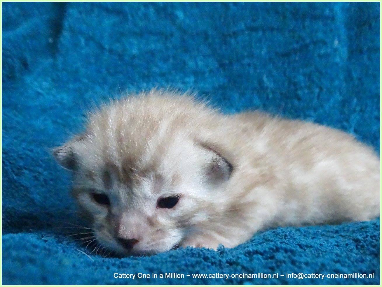 cattery one in a million- lotus