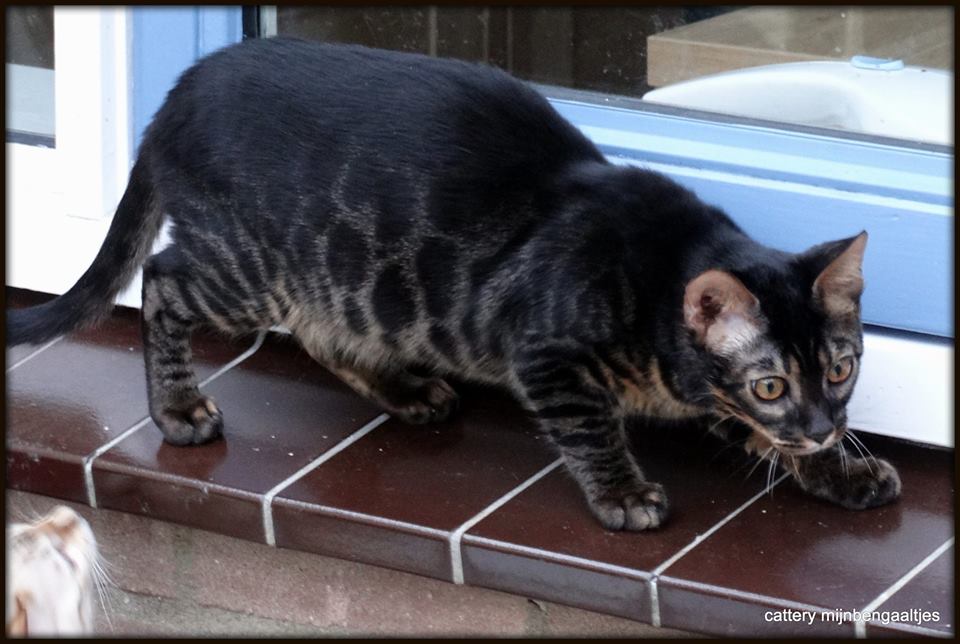 cattery One in a Million