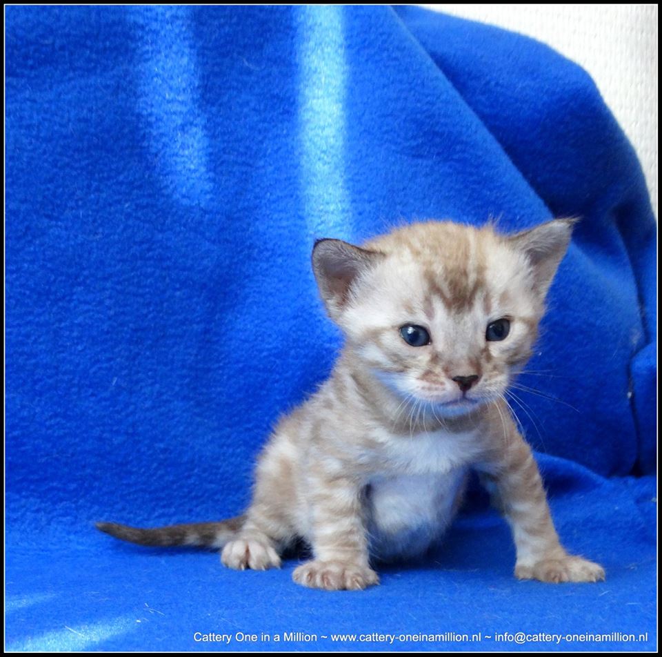 cattery one in a million- lotus