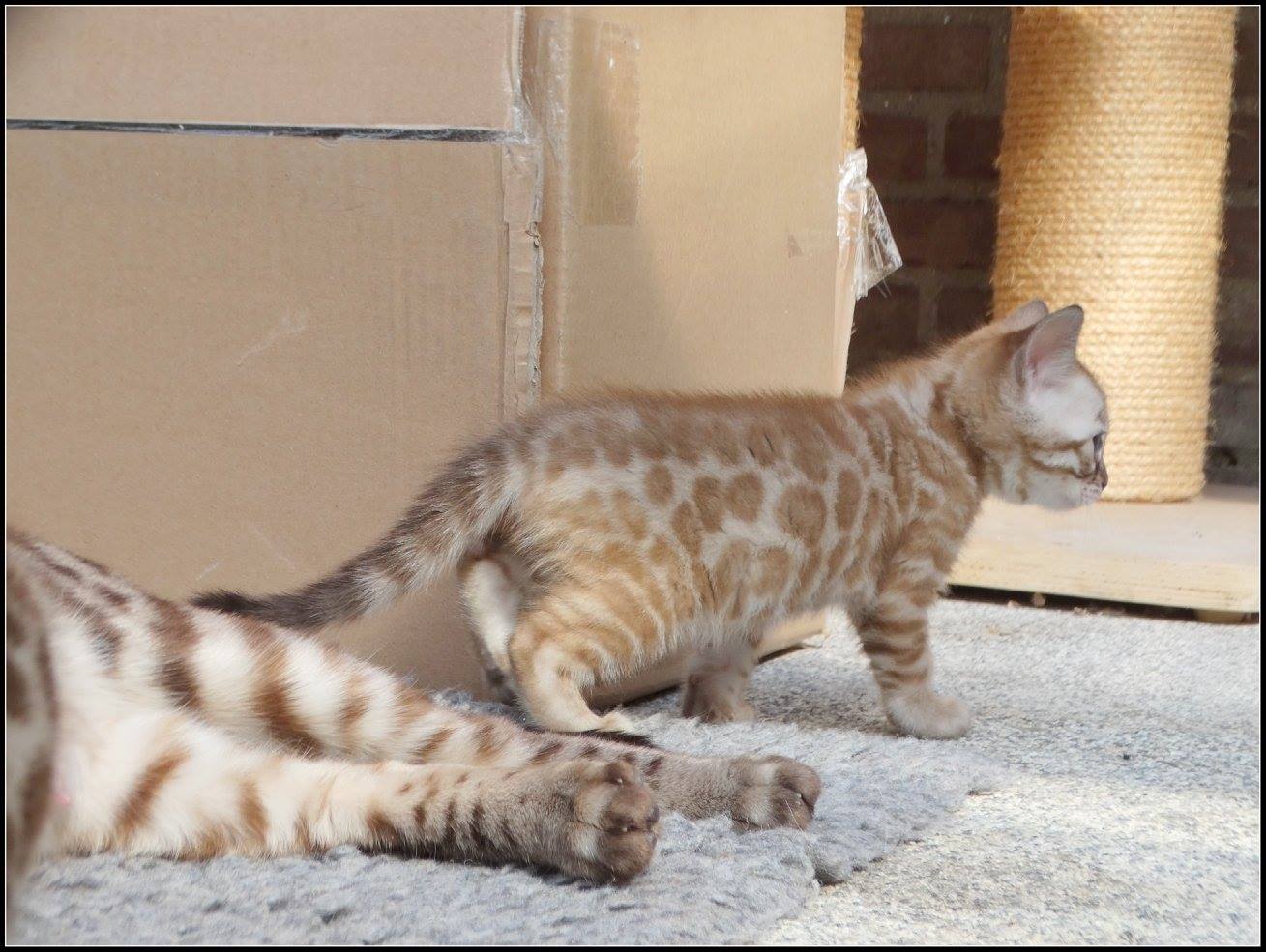 cattery one in a million- lotus