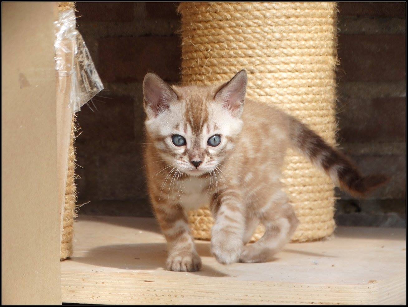 cattery one in a million- lotus