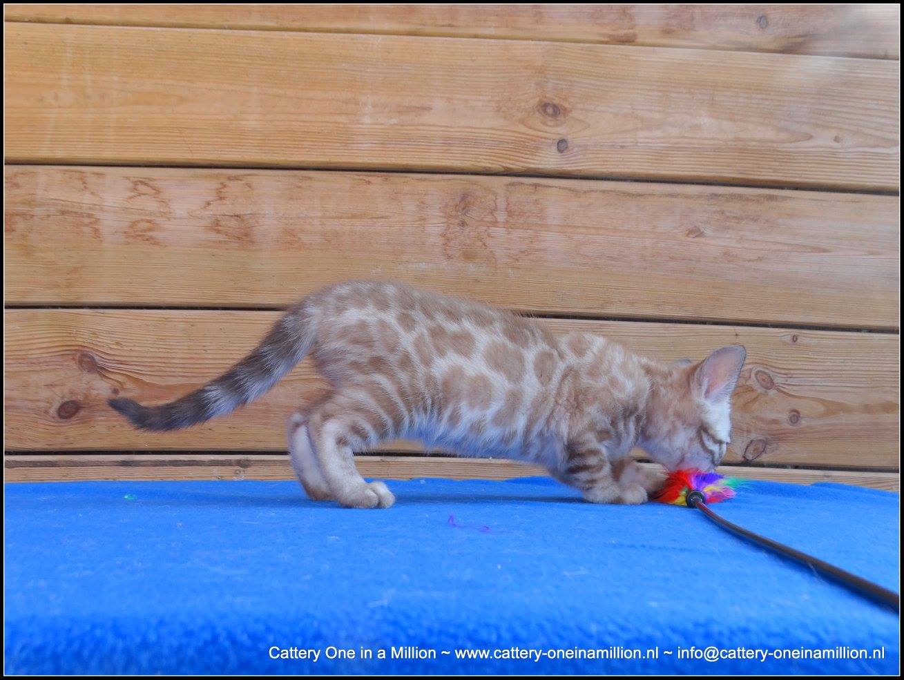 cattery one in a million- lotus