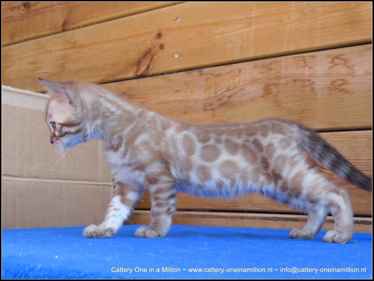 cattery one in a million- lotus