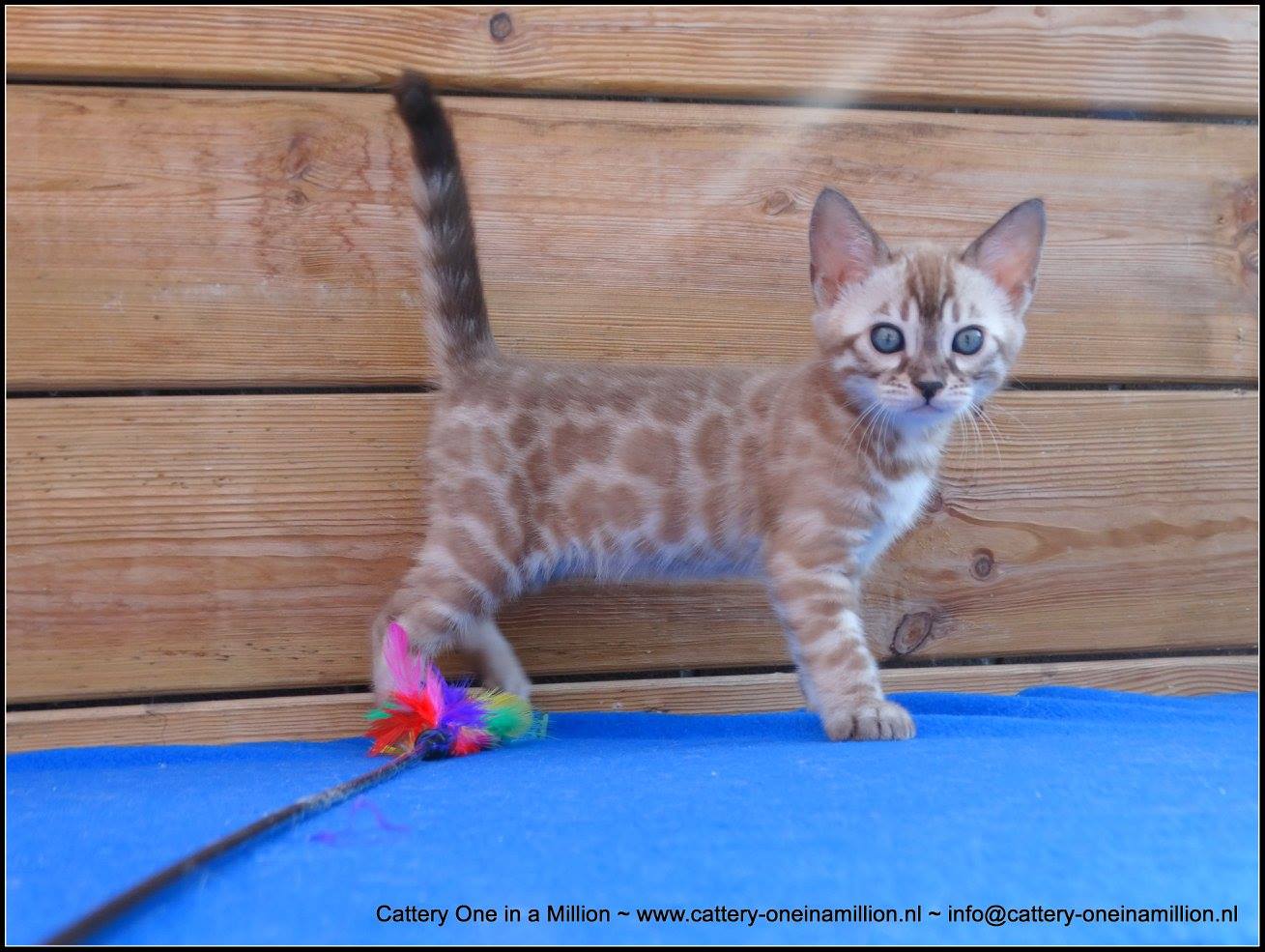 cattery one in a million- lotus