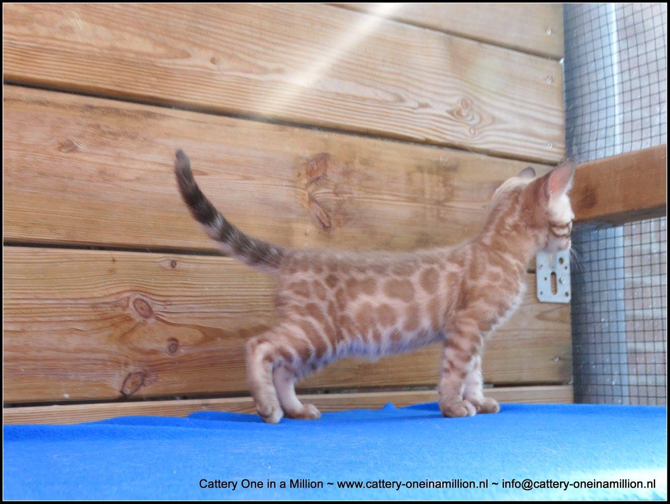 cattery one in a million- lotus